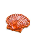 Sea Shell - Handmade Ceramic tiles