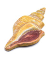 Sea Shell - Handmade Ceramic tiles