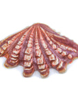 Sea Shell - Handmade Ceramic tiles