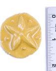 Star - Handmade Ceramic tiles