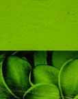 Spring Green Transparent Bullseye Glass