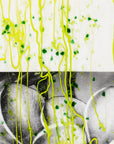 Dark Green, Spring Green, and Yellow Frit, Spring Green Streamers Clear Base Collage Bullseye Glass