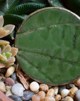 Pine Green Leaf Imprints - Handmade Ceramic tiles