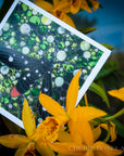 Oleander Moth - Blank Greeting Card