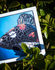 Koi Fish - Blank Greeting Card