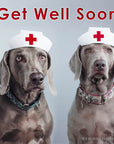 Get Well Soon Weimaraner Greeting Card - Blank