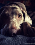Weimaraner Sunlit Greeting Card - Blank