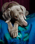 Weimaraner Greeting Card - Blank