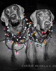Holiday Weimaraner Greeting Card - All Wrapped Up - Blank