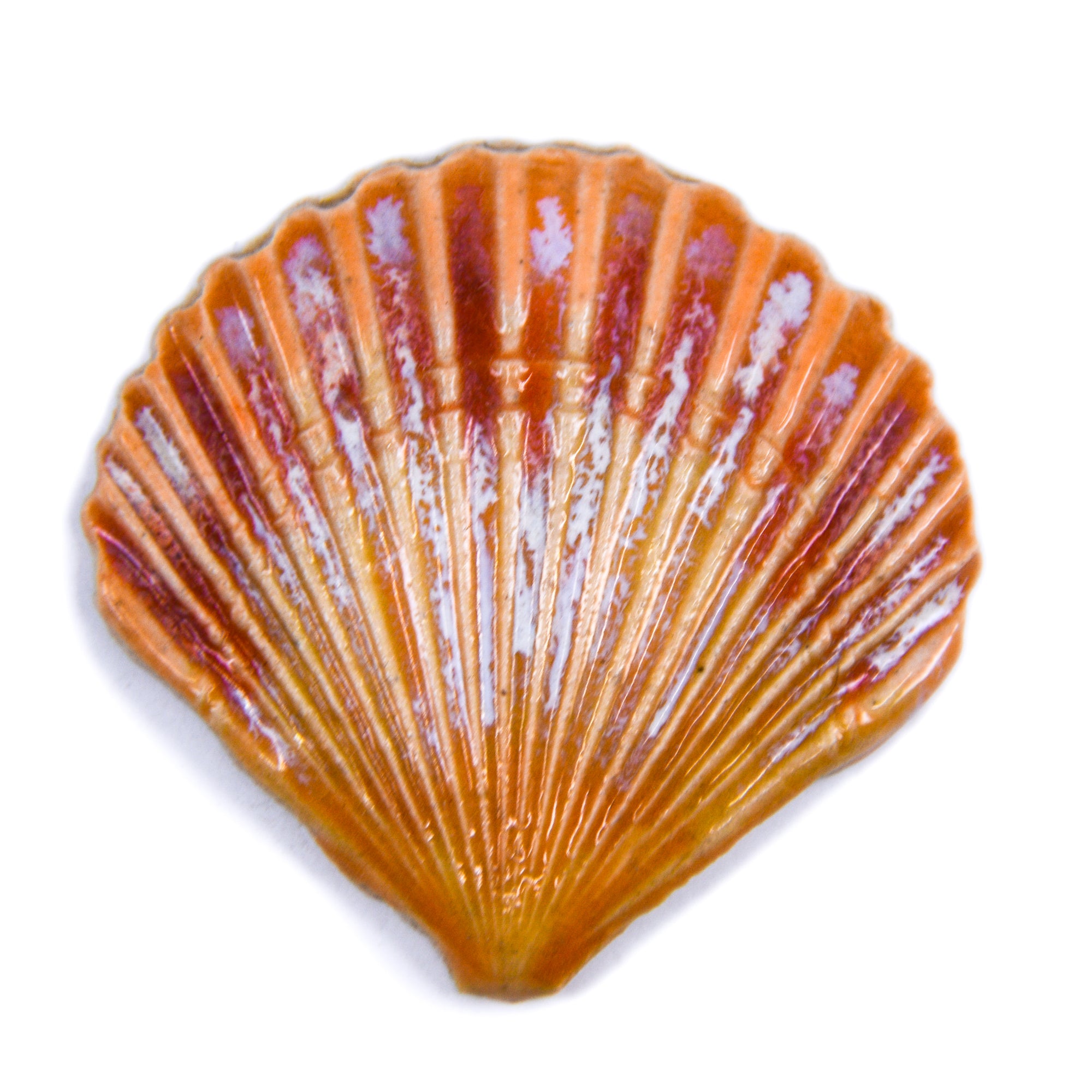 Sea Shell - Handmade Ceramic tiles