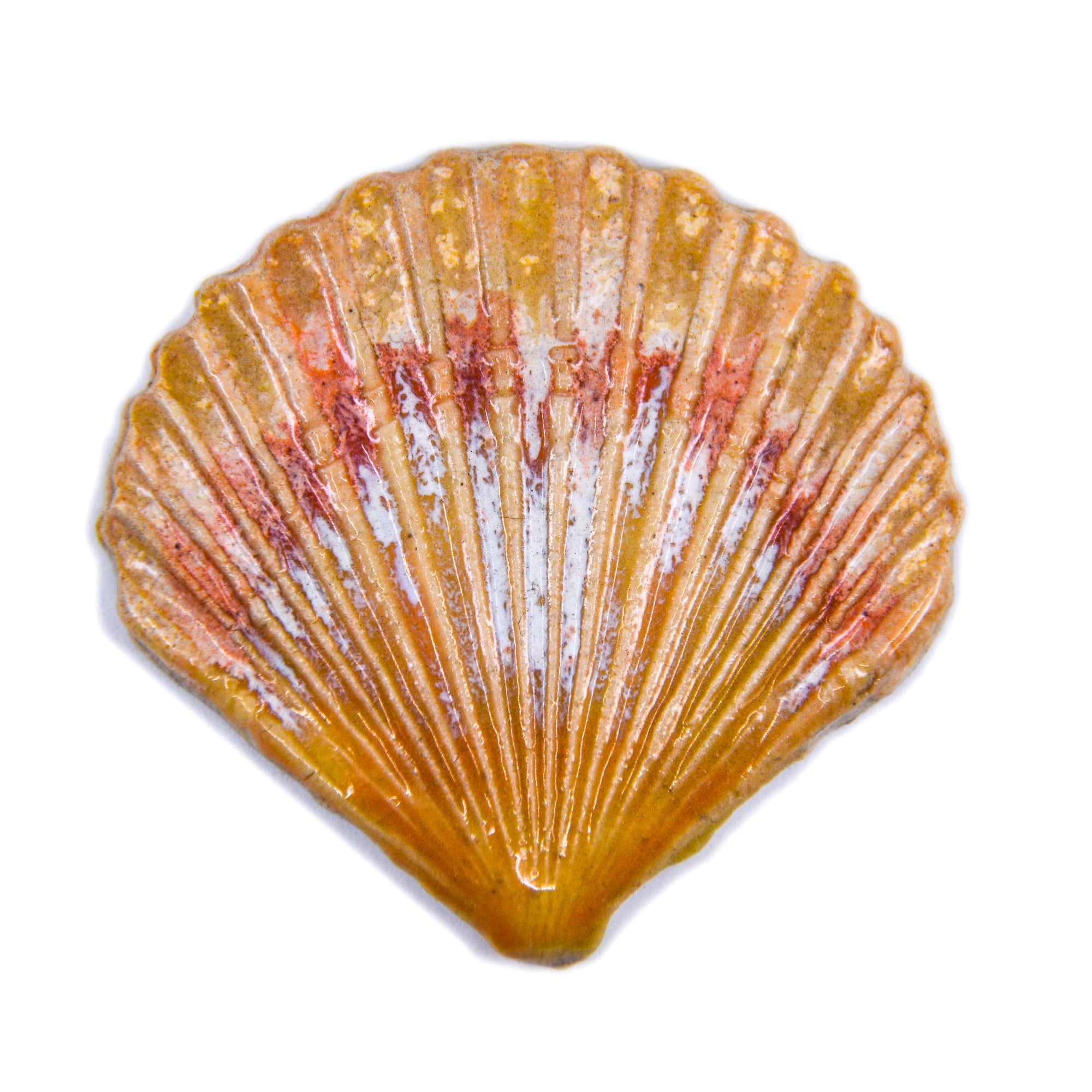 Sea Shell - Handmade Ceramic tiles