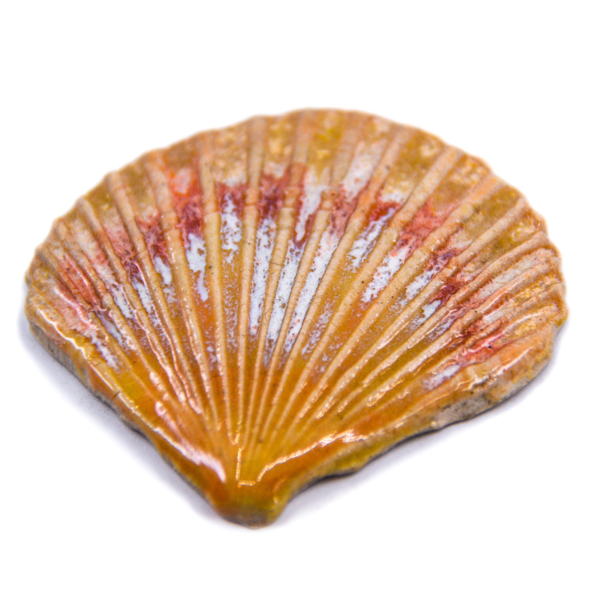 Sea Shell - Handmade Ceramic tiles