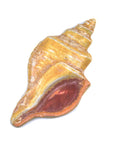 Sea Shell - Handmade Ceramic tiles