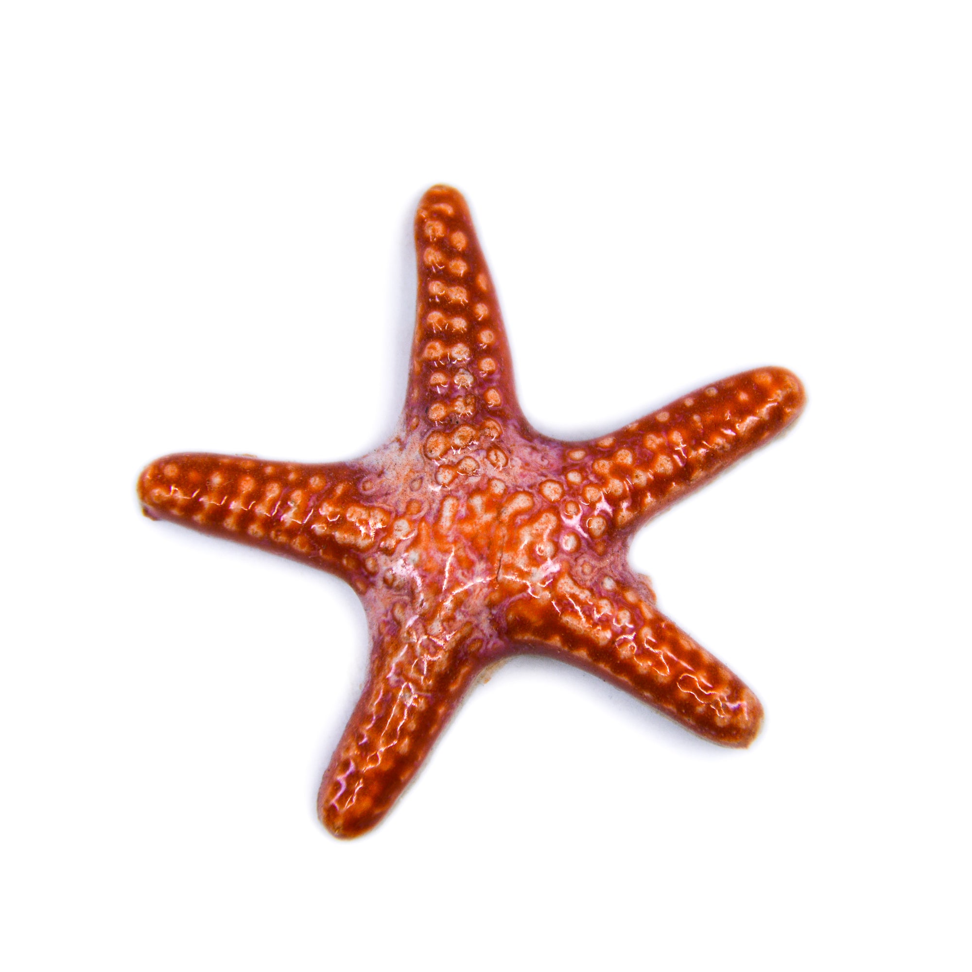 Starfish - Handmade Ceramic tiles