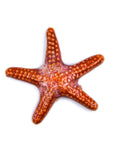 Starfish - Handmade Ceramic tiles