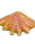Sea Shell - Handmade Ceramic tiles