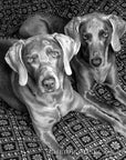 Black and White Weims