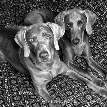Black and White Weims