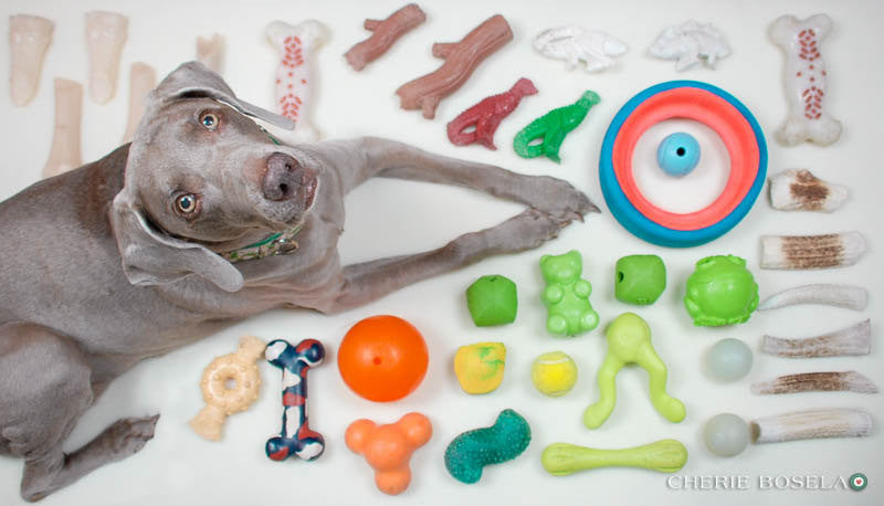A Few of My Favorite Things Weim Greeting Card - Blank
