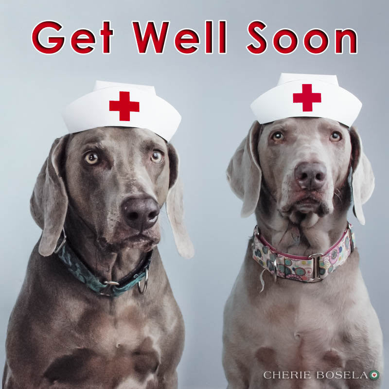 Get Well Soon Weimaraner Greeting Card - Blank