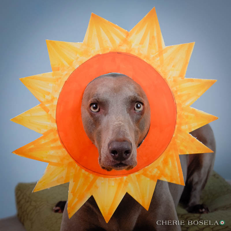 Weimaraner You are my Sunshine Greeting Card - Blank