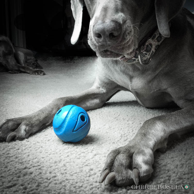 Weimaraner Wanna Play Greeting Card - Blank