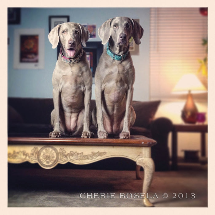 Weimaraner Table Toppers Greeting Card - Blank