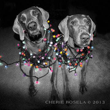 Holiday Weimaraner Greeting Card - All Wrapped Up - Blank